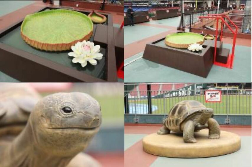 マツダスタジアムに新オブジェ「オオオニバス」「イワオ」が登場。シーズン終了後は各所へ寄付